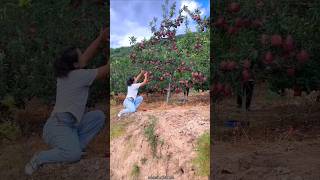 My Favorite is Red Apple 🍎 Beautiful Apple fruit amp Rural Farmer shorts apple youtubeshorts [upl. by Rehpotsrik885]