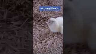 Aspergillosis in broiler farming fungusinfection chicken poultry india pakistan africa russia [upl. by Oirottiv]