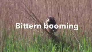 Bittern booming [upl. by Tolecnal]