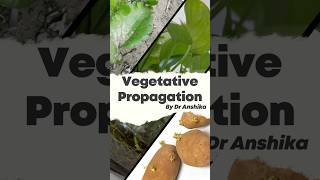 Vegetative Propagation Explained Natures Way of Plant Reproduction 🌱 [upl. by Ennire866]