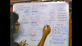 Eukaryotic transcription part 2 Polymerase I mediated transcription [upl. by Nnorahs398]