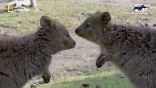 Rottnest Island Kingdom of the Quokka Trailer [upl. by Dietz]