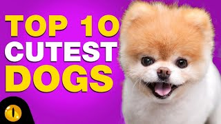 TOP 10 CUTEST DOG BREEDS [upl. by Guerra]