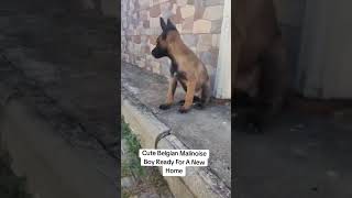 Cute Belgian Malinoise Puppy dog dogshorts belgianmalinois shorts [upl. by Damaris]