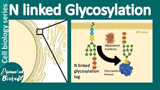 N linked glycosylation  What is the role of Nlinked glycosylation in ER protein folding [upl. by Dosi33]