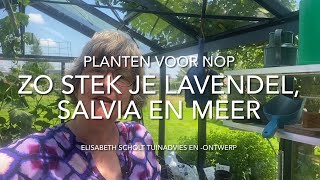 ZO STEK JE LAVENDEL SALVIA EN MEER [upl. by Zobkiw]