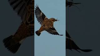 whinchat catching crane fly [upl. by Laura788]