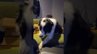 Jethro’s Guilty Stare Border Collie vs The Couch Fort  Playtime Break 4K UHD [upl. by Kohn]