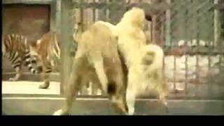 Turkish Kangal Attacks Lion 2 2  YouTubeflv [upl. by Halbert]