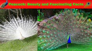 quotPlumage amp Poetry Exploring Natures Finest  A Peacocks TalePeacock of Natures Elegancefacts [upl. by Ennairek344]