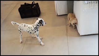 DALMATIAN PUPPY MEETS ANOTHER DOG FOR THE FIRST TIME [upl. by Vogel]