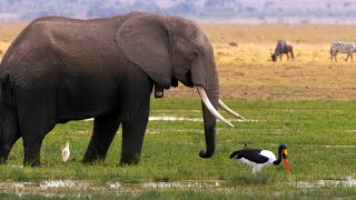 Saddlebilled Stork and Elephant [upl. by Aleik]