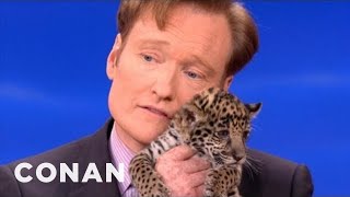 Animal Expert David Mizejewski Baby Jaguars amp Binturong  CONAN on TBS [upl. by Eihcir388]