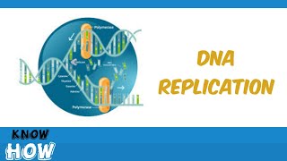 DNA Replication  steps amp process of DNA Replication [upl. by Inigo648]