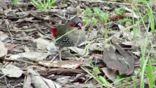 Red eared Firetail Stagonopleura oculata [upl. by Anirak501]