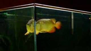 Freshwater Fish Cross Back Golden Arowana 过背金龙鱼 [upl. by Bernj]