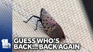 Invasive spotted lanternfly returns to Maryland [upl. by Ahsiemak]