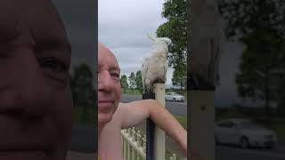 very friendly Cockatoo [upl. by Innoc]