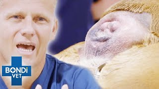 Dogs Butt Absorbed Its Tail Completely 😳  Bondi Vet Clips  Bondi Vet [upl. by Massab278]