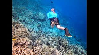 Snorkeling Kealakekua Bay  Captain Cook Monument 2020 amp 2022 [upl. by Eelta]