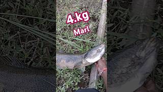 Khup mothi marl 4kg fishing [upl. by Ecinahs]