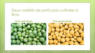 Génétique génération F1 des pois de Mendel selon leur couleur [upl. by Shelley]