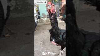 Sandai seval 🐓❤️💕🐓🐔💕 Aadukalam ❤️ Str Farm ❤️ subscribe ❤️ tamilsong [upl. by Rihana]