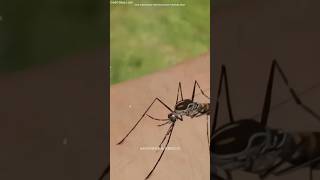 How mosquito bite  science sciencefacts intrestingfact [upl. by Cirdnek754]