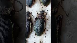 Why Ground Beetles Are So Different Beetles Carabidae Coleoptera Kyiv Ukraine [upl. by Dix]