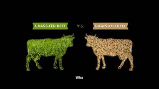 AS 135 Midterm Research Project Grass fed vs Grain fed Cattle [upl. by Ydoj697]