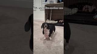 Wiener Dog Pose comedy viralvideo wienerdogs cute funny fyp [upl. by Postman732]