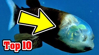 Top 10 Recently Discovered ANIMAL SPECIES In 2016 [upl. by Neumark]