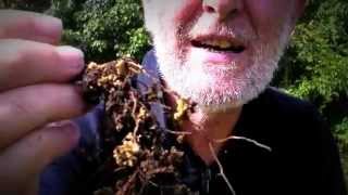 How to examine Rhizobium root nodules and nitrogen fixation show and tell [upl. by Ylrae]