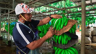 ¿De DÓNDE viene el BANANO🍌que COMEMOS  Bocas del Toro Panamá [upl. by Yenaled377]