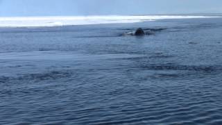 Bowhead whale [upl. by Davidoff155]