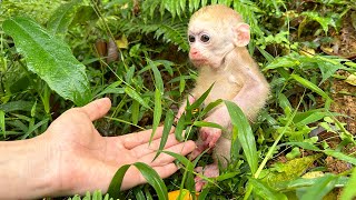 Baby Monkey Jic Jic abandoned was brought home by Dad to care for [upl. by Frost26]