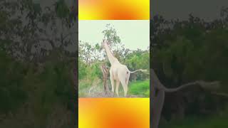 albinism animals jungle viralshort [upl. by Vel]