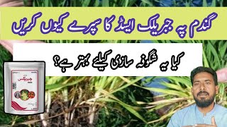 gibberellic acid function in plants When to spray Gibberellins on wheat plants Arshad Ali [upl. by Hecker]