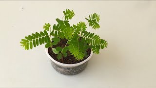 Transplanting Amla Seedlings to Small Pots [upl. by Nelleoj191]