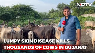 Lumpy Skin Disease Kills Thousands Of Cows In Gujarats Kutch [upl. by Bac]