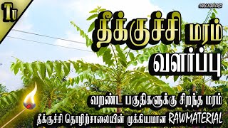 பீனாரி மரம் வளர்ப்பு Ailanthes excelsa tree  நல்ல லாபம் தரும் மரங்கள்9 [upl. by Adle]