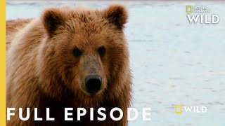 Grizzly Battleground Full Episode  Alaskas Grizzly Gauntlet [upl. by Rockefeller]