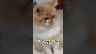 Jenis jenis kucing di dunia kucinglucu kucing cat shorts [upl. by Vachill]