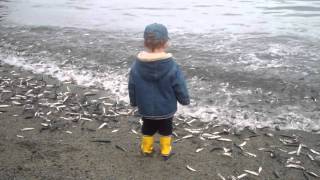 The Capelin are Rollin on Middle Cove Beach Newfoundland and Labrador [upl. by Joed901]