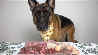 Gentle GSD eating  ASMR  raw diet  crunchy  slurping  enjoying yummy food [upl. by Iliram]