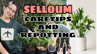 SELLOUM PLANTSAHOD YAMAN CARETIPS AND REPOTTING PHILODENDRON SELLOUM PLANTSAHOD YAMAN [upl. by Epifano650]