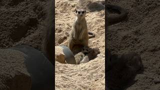 Baby Meerkats getting cleanedgroomed by their mum shorts meerkat zoo ytshorts [upl. by Gluck]