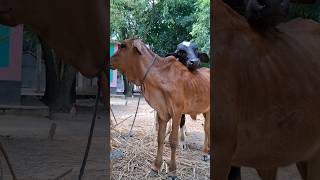 cow shorts youtubeshorts cowbeauty animals viralvideos [upl. by Nomae]