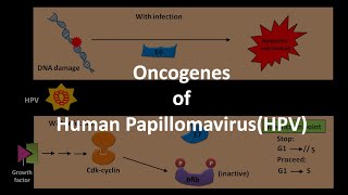 Oncogenes of HPV [upl. by Leanora]