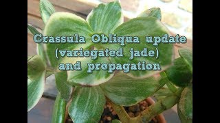 Variegated Jade Crassula obliqua update and propagation [upl. by Alita482]